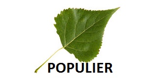 Populier
