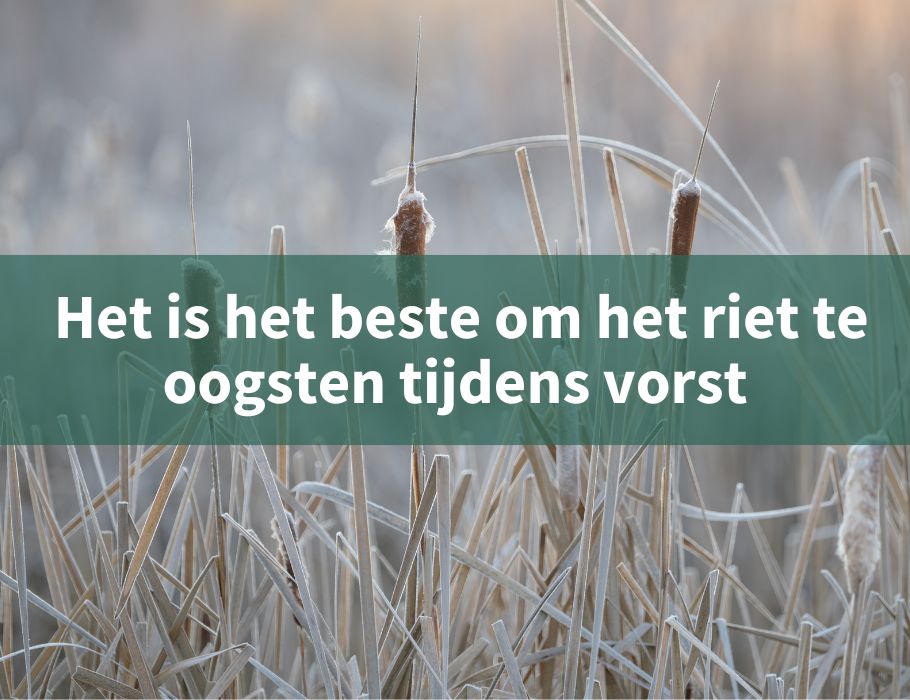 Riet: biobased bouwen met riet